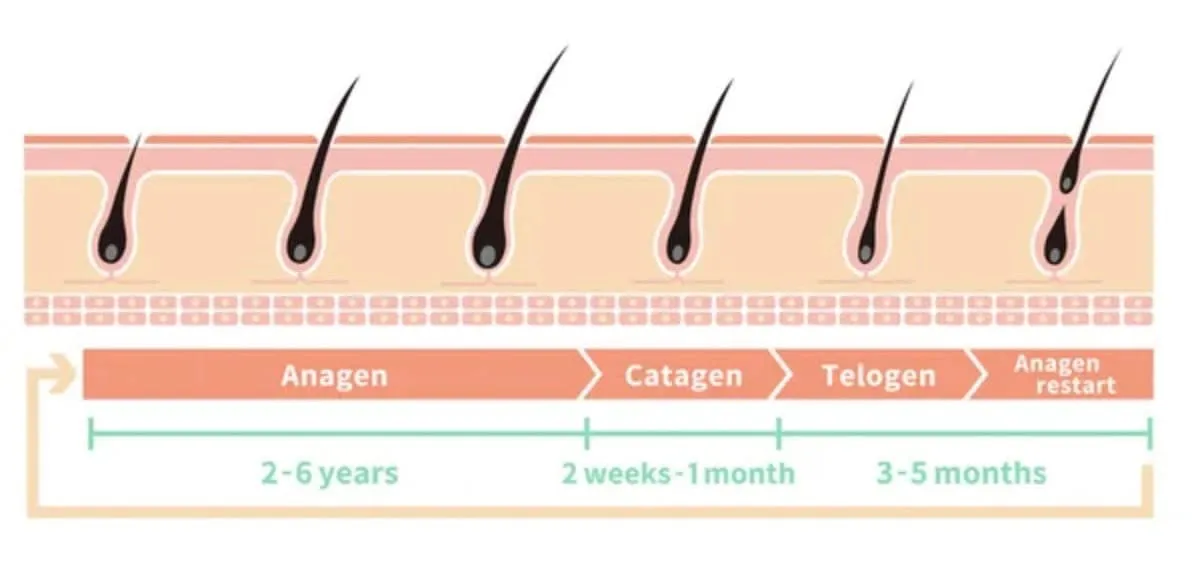 Hair Growth Cycle anagen catagen telogen exogen phases