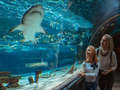 Dubai Expo with Business Tour Package- Premium Deal Save Money