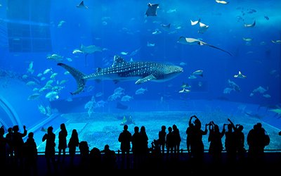 Dubai Expo with Business Tour Package- Premium Deal Save Money