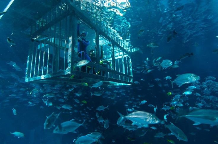 Shark Walker in Dubai Aquarium