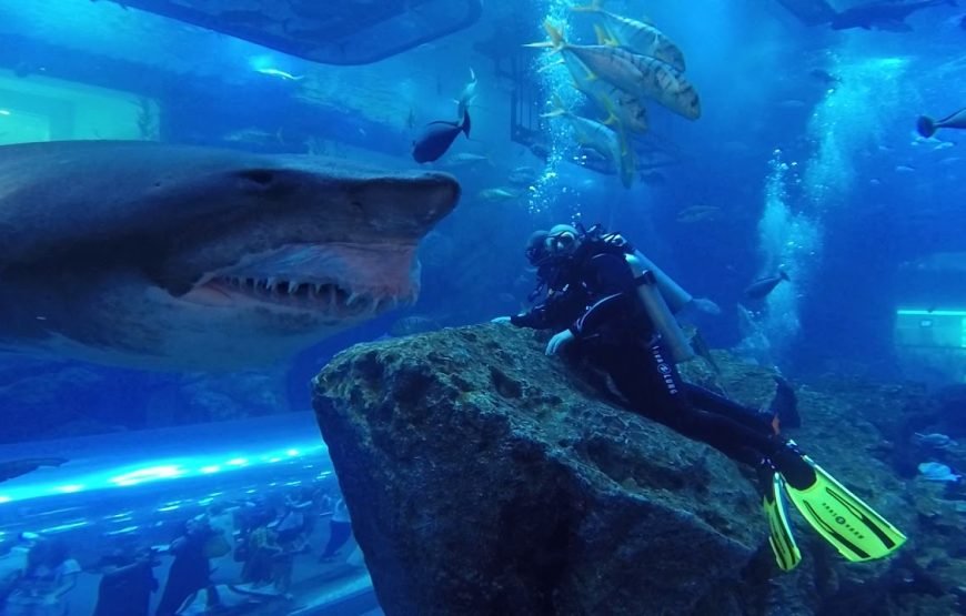 Shark Walker in Dubai Aquarium