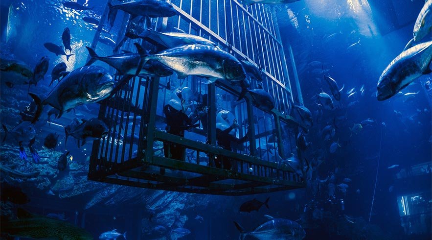 Shark Walker in Dubai Aquarium