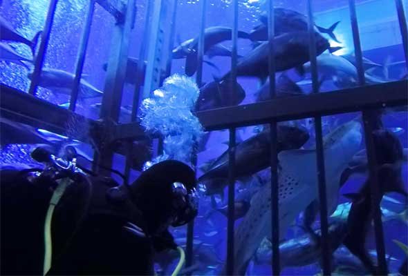 Shark Walker in Dubai Aquarium