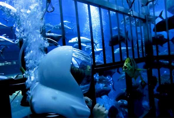 Shark Walker in Dubai Aquarium