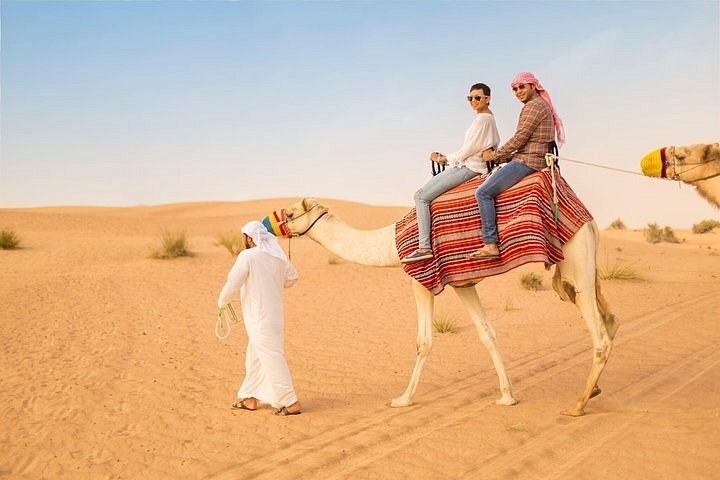 Guided Trip to Camel Farm