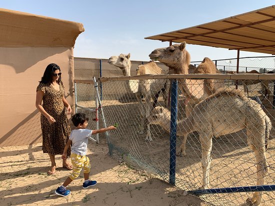 Guided Trip to Camel Farm