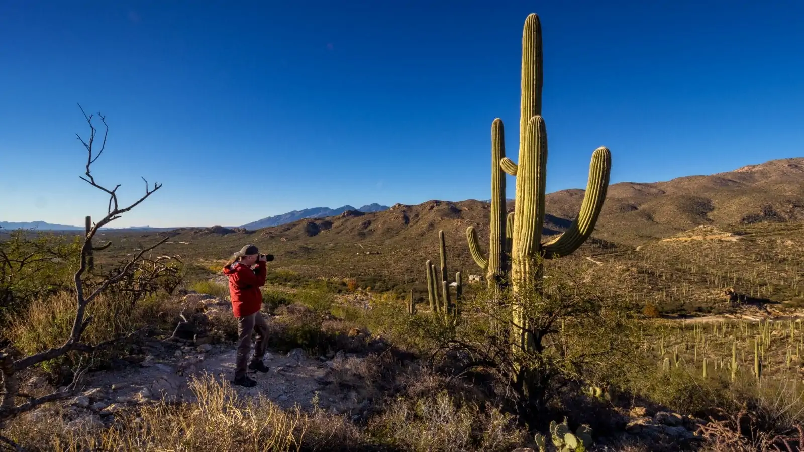 Saguaro Cactus