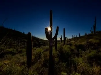 Cactus at the Tanque Verde Ranch