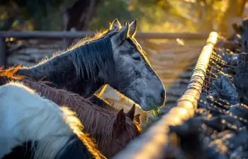 Horses at the Tanque Verde Ranch
