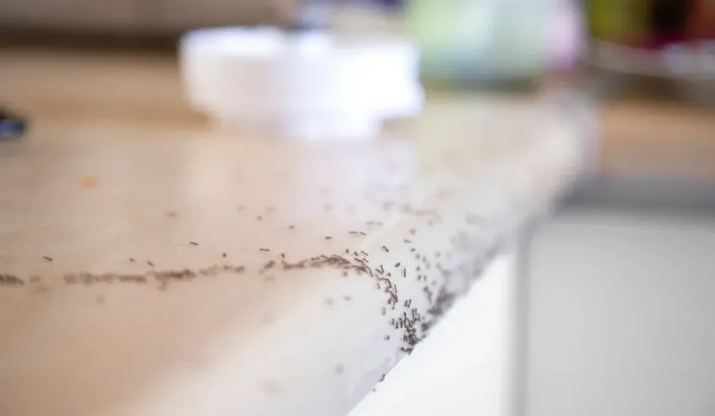 Line of small ants crawling along the edge of a light-colored kitchen countertop