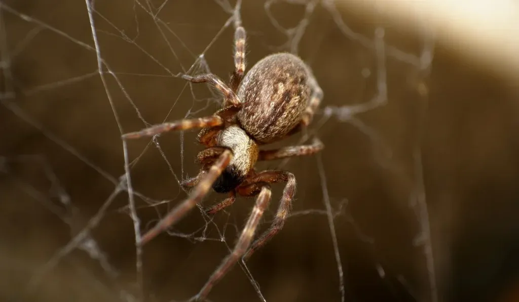 House Spiders