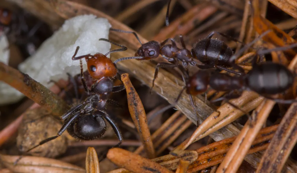 Formica Ants