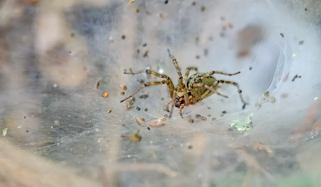 Funnel Weavers