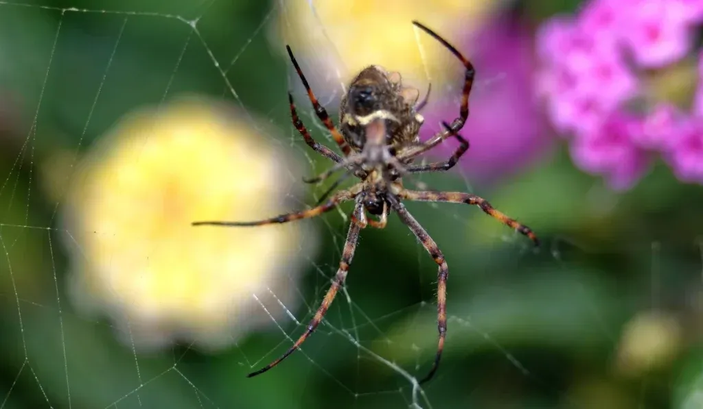 Orb Weaver Spider