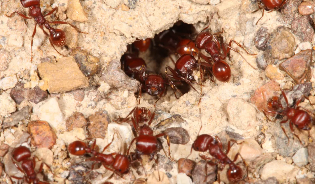 Red Harvester Ant