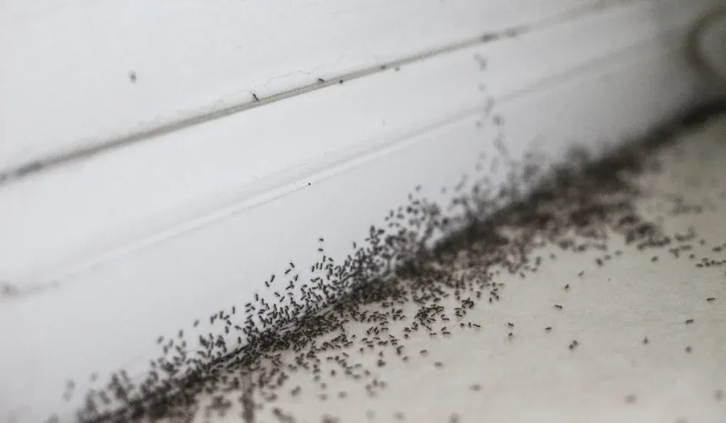 Dense trail of small black ants crawling along a white baseboard and floor inside a room