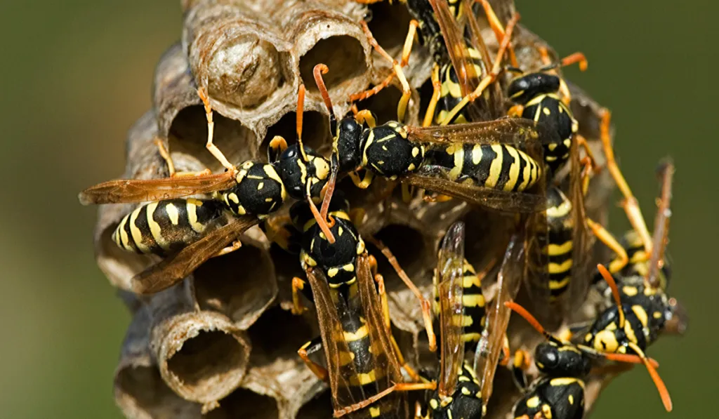 Paper wasps with black-and-yellow markings clustered on a paper-like nest with hexagonal cells