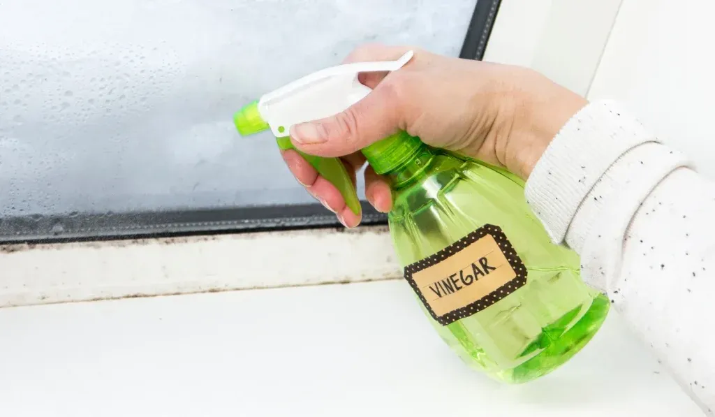 vinegar spray