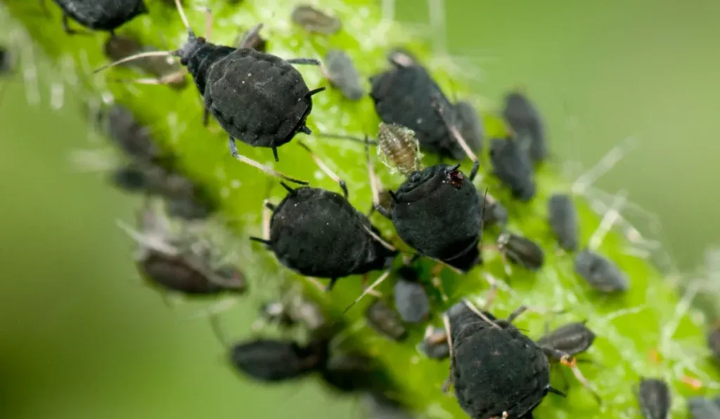 Aphids