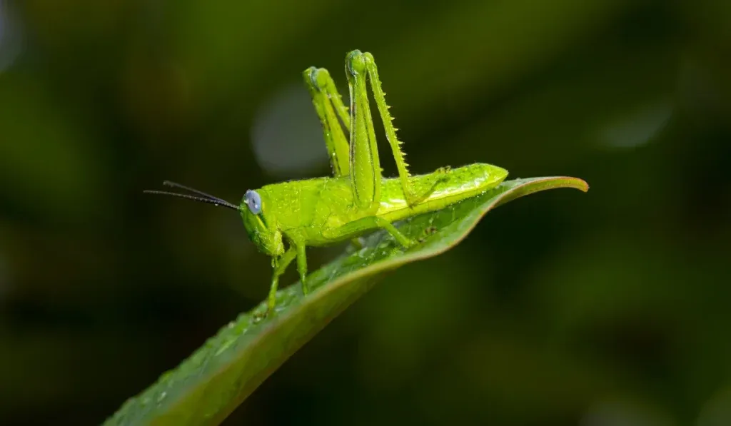 Grasshoppers