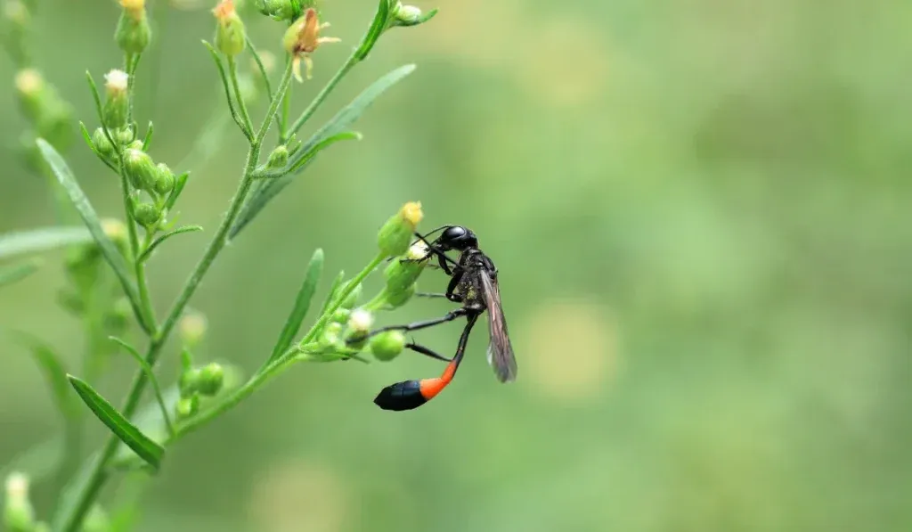 Mud Daubers