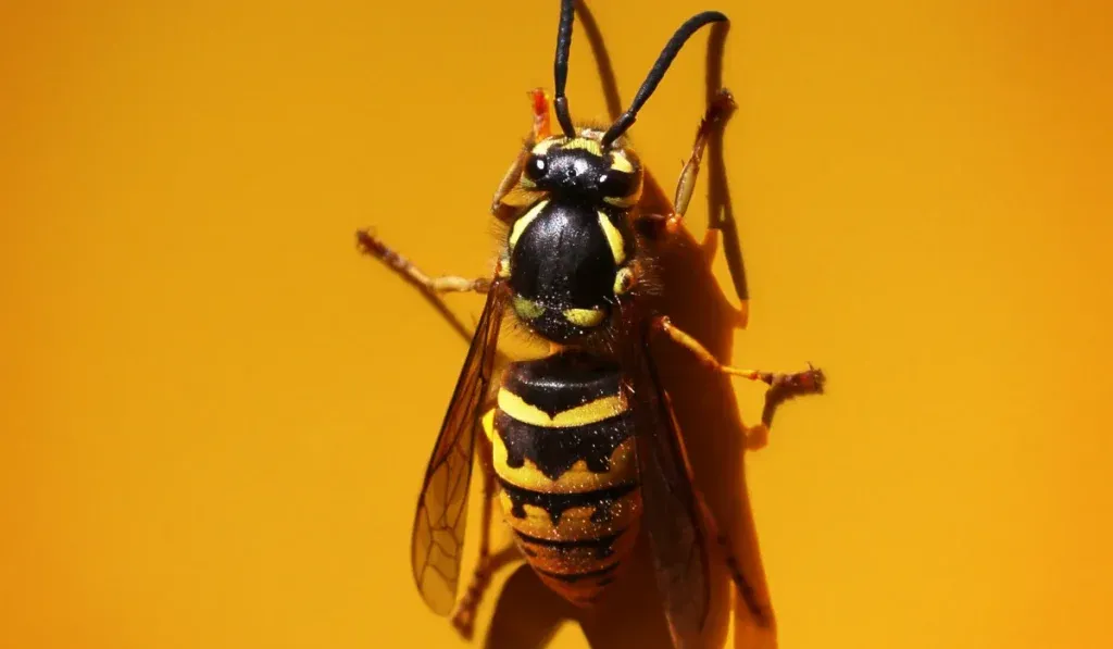 Western Yellowjacket