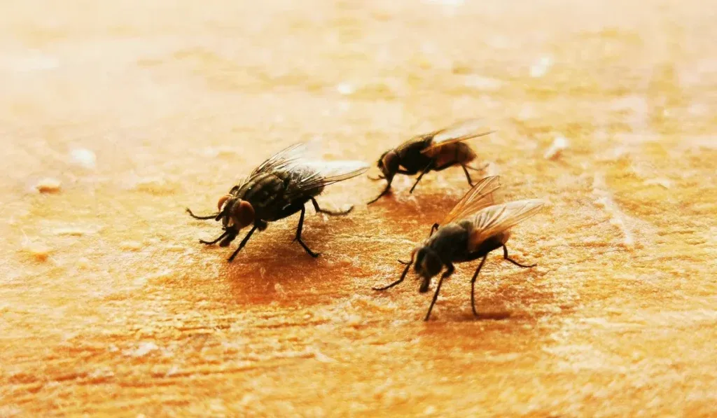 Three house flies on a wooden cutting board, close-up