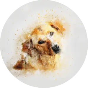 Zlatý retriever