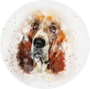 Maľovaný basset