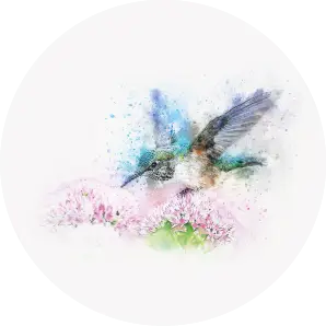 Maľovaný kolibrík