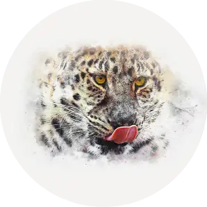 Biely leopard