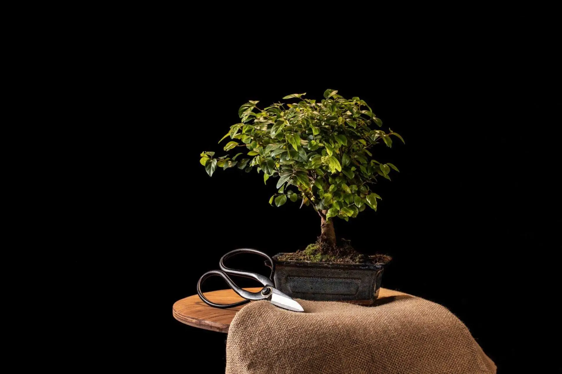 Content Pruning 1 word image 20142 1 1