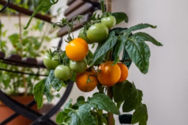Aménager un balcon en mini potager en 2026