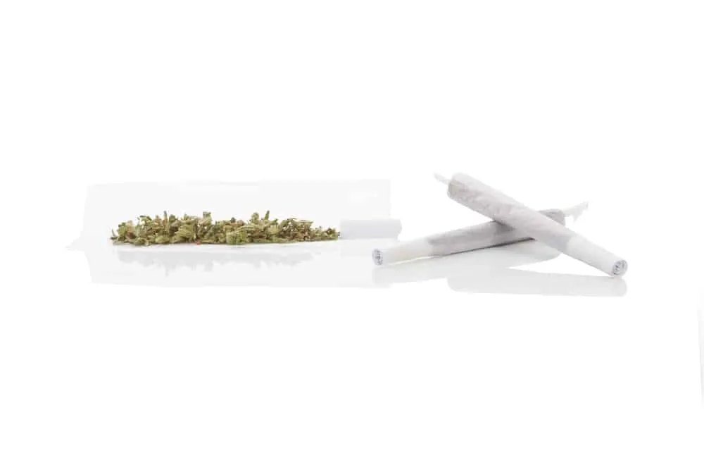 A pair of hands holding a pair of scissors over a tray of marijuana