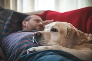 a-man-sleeps-on-the-couch-with-a-labrador-dog-pet-2023-11-27-05-22-10-utc