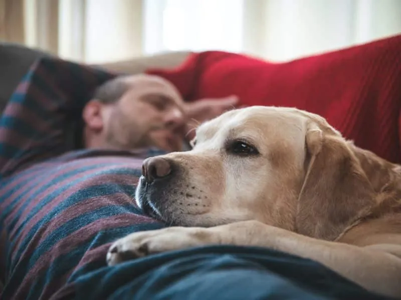 a-man-sleeps-on-the-couch-with-a-labrador-dog-pet-2023-11-27-05-22-10-utc
