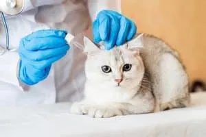 pet-cat-on-examination-in-a-veterinarian-clinic-h-2023-11-27-05-24-52-utc
