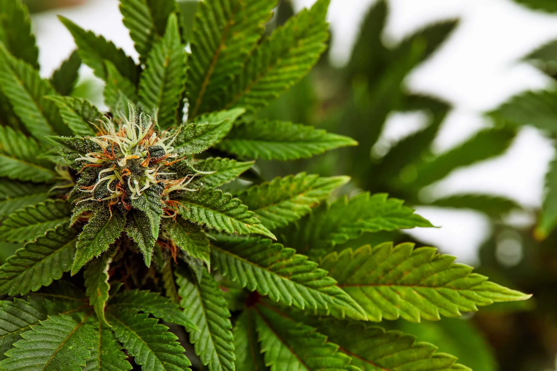 big leafy cannabis plant