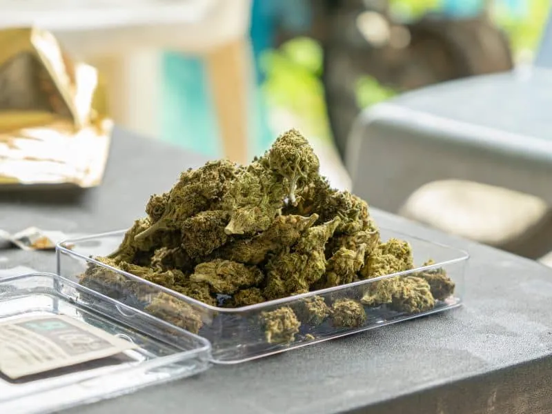 cannabis buds medical marijuana