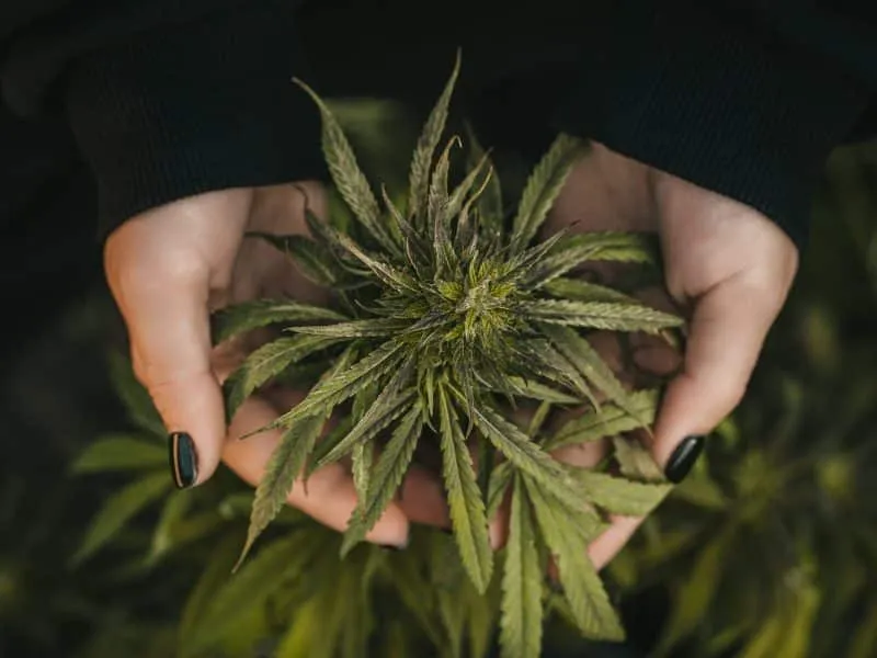 Medical marijuana plant in hands, top view. Harvest cannabis flower in close farming for medicine lab. High quality