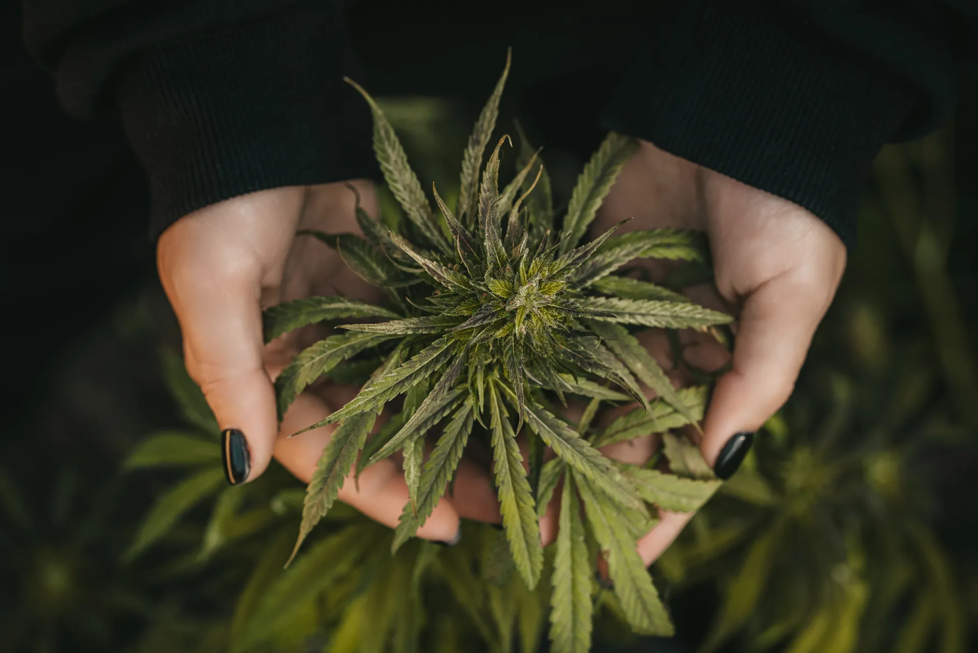 Medical marijuana plant in hands, top. Harvest cannabis farming for medicine lab