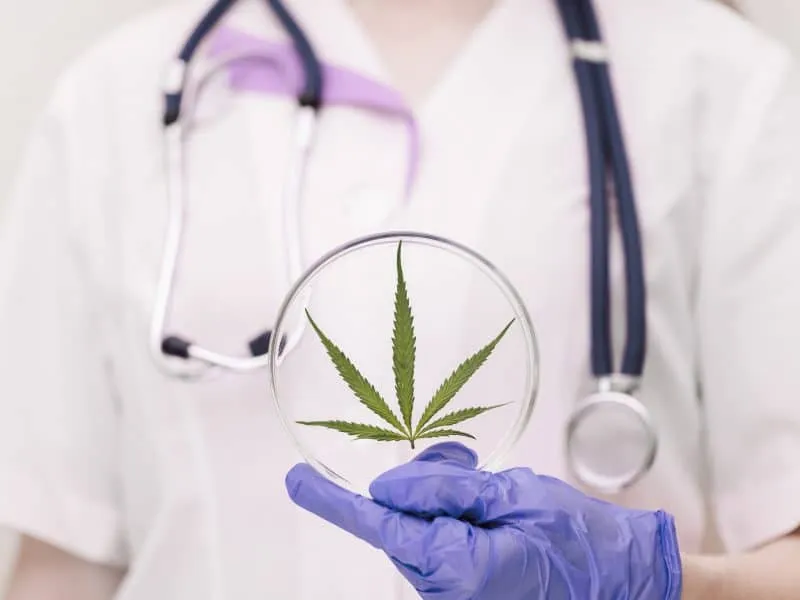 A medic professional with a stethoscope in a lab coat and blue gloves holds round laboratory glasses with a cannabis leaf. Hemp medicinal properties concept.