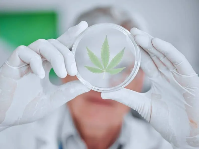 Science, cannabis plant and hands with leaf in petri dish for research, biology and study medicine