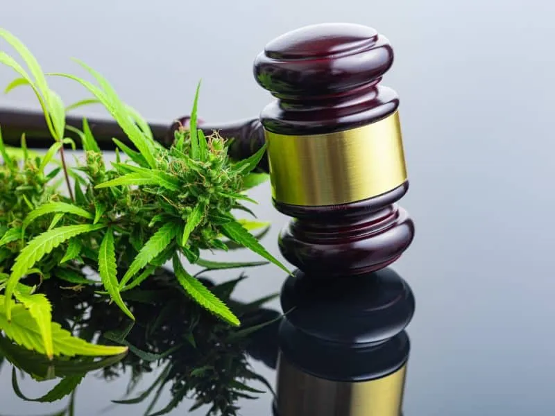 Marijuana buds. Cannabis plant and judge gavel on the mirror table.
