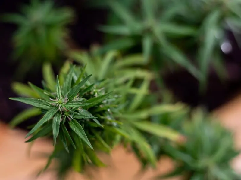 Marijuana growing process. Bush of weed outside under natural light.
