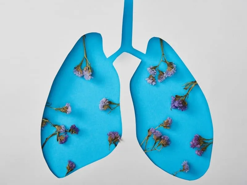 lungs model with flower