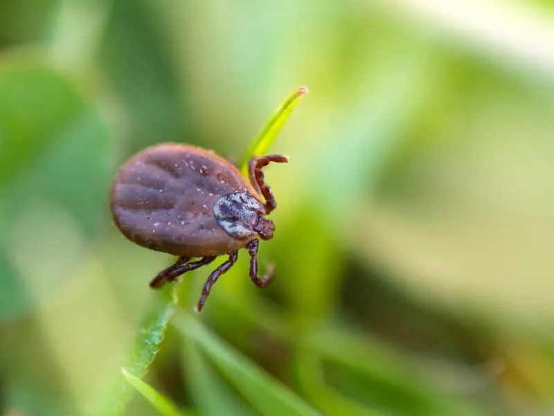 dangerous parasite