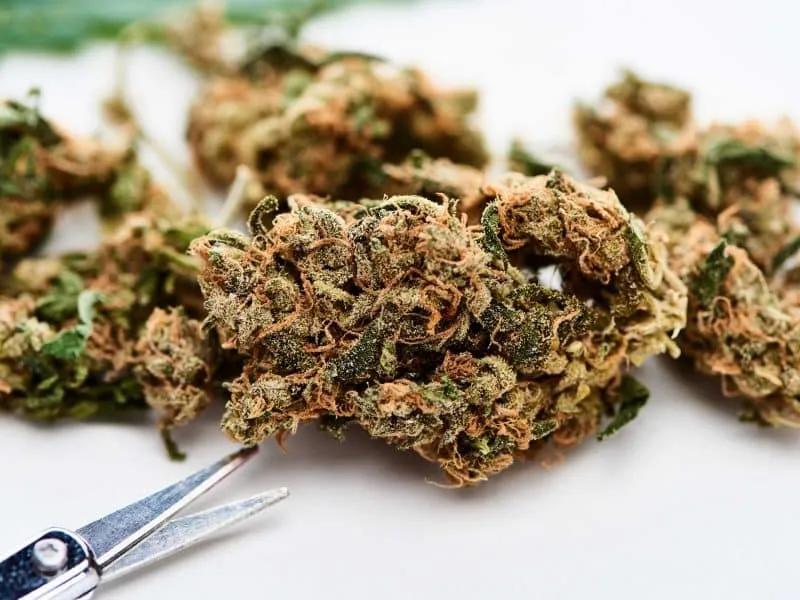cannabis buds on table