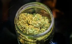 high quality cannabis in a jar