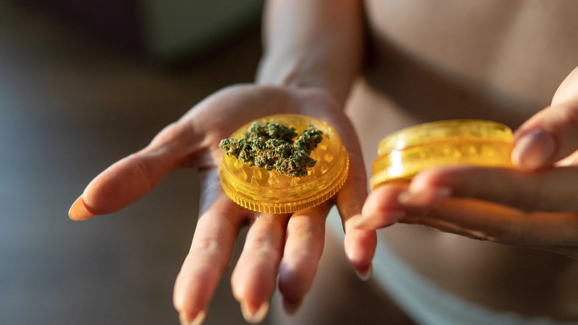 A close-up of a person's hands holding a yellow grinder with cannabis buds inside, illuminated by soft natural light.